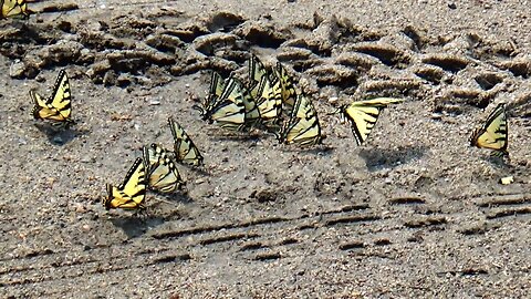 Swallowtail Butterflies
