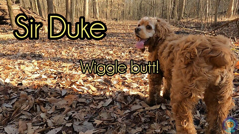 Sir Duke
