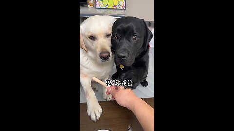 Dog: I'm still young, give me another chance! Cute pet debut plan, dogs thoughts are written ont