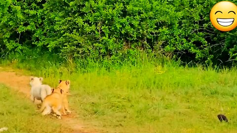 Happy lions 🦁 life 😄