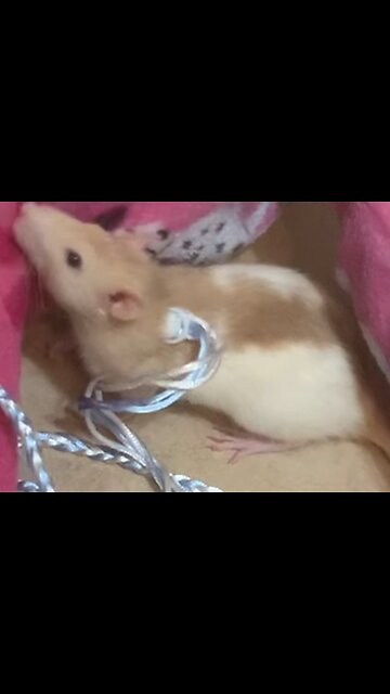 Food Who? Enid Chooses Me Instead