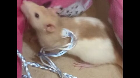 Food Who? Enid Chooses Me Instead