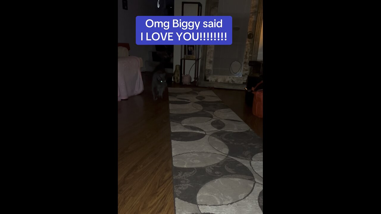 Omg my cat said “I LOVE YOU!!!”