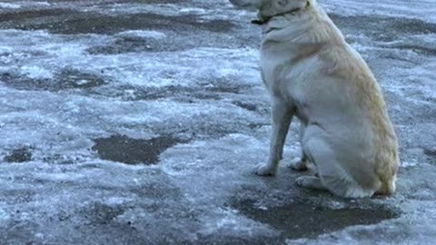 Su humano sigue bajo hielo
