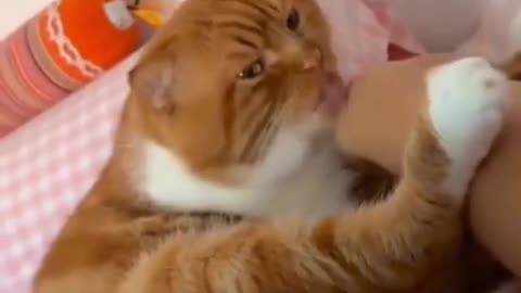 😂🐈 Cat Realizing It's Licking Its Owner's Leg! | FunFM