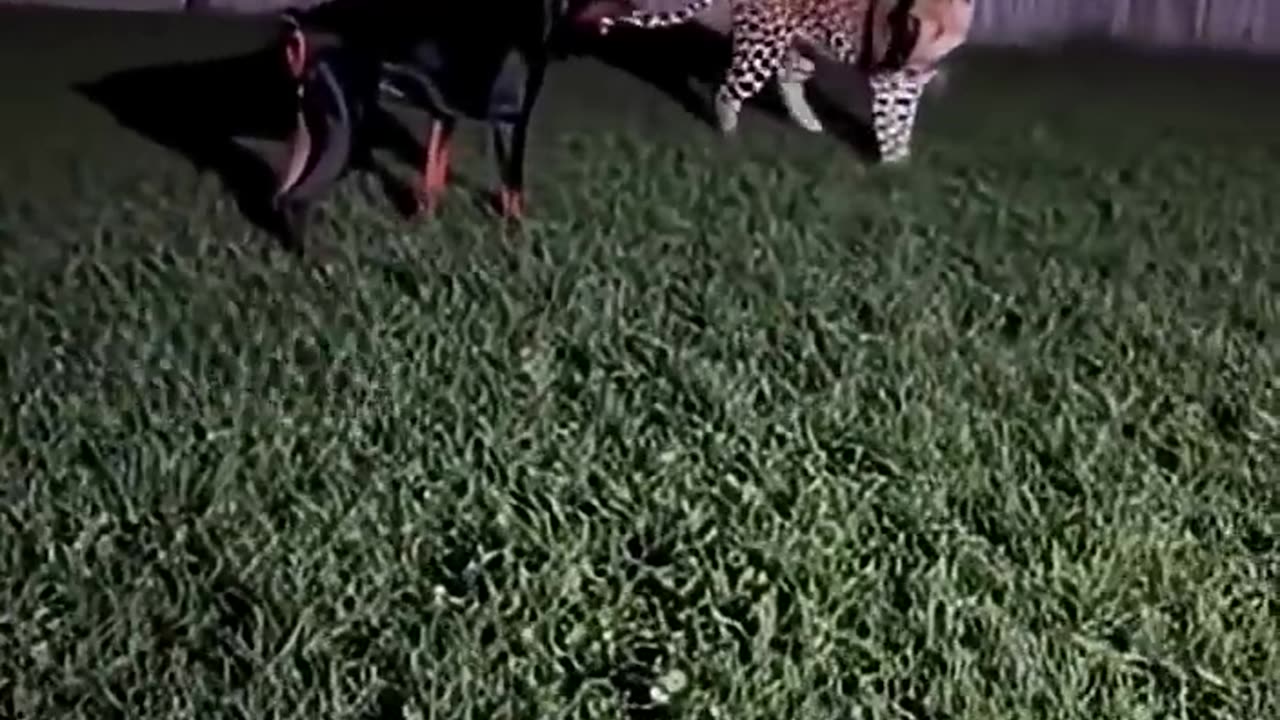 Doberman and Leopard's Surprising Encounter