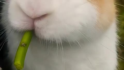 Cut rabbit eating