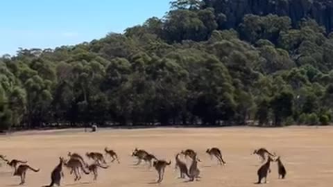 The MOB! Chilling ! Kangaroo diaries only in Australia 🇦🇺