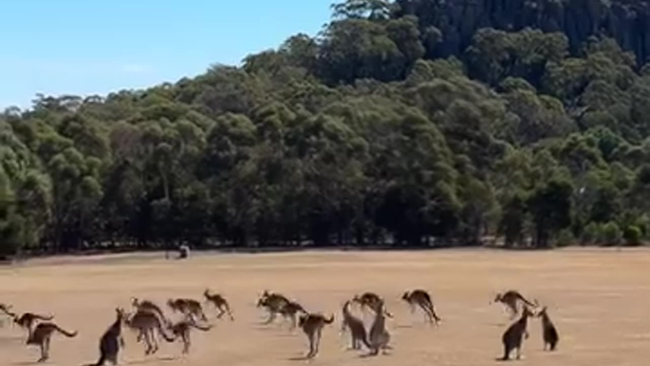 The MOB! Chilling ! Kangaroo diaries only in Australia 🇦🇺
