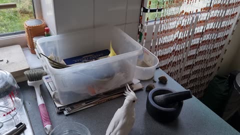 Quincy & Coco Are Recycling