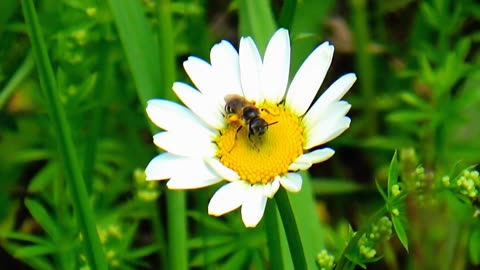 Daisy