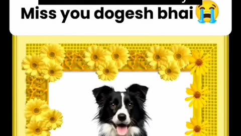 Funny video Dog bhai miss you
