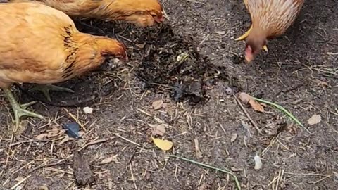 Free Chicken Food
