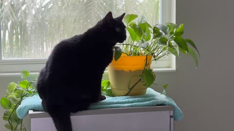 Cute Precious Piper is a Model Citizen Around the Plant - My Adopted Shelter Cat Vlog