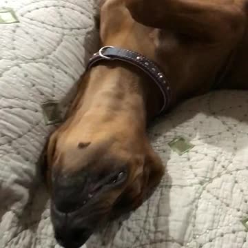 Puppy refuses to get up to go potty