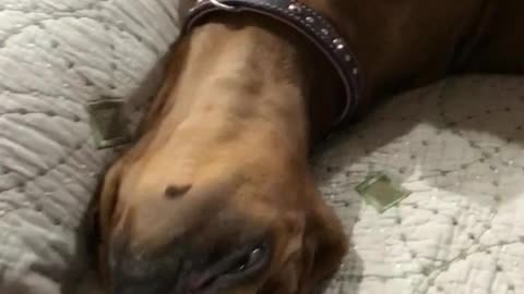 Puppy refuses to get up to go potty
