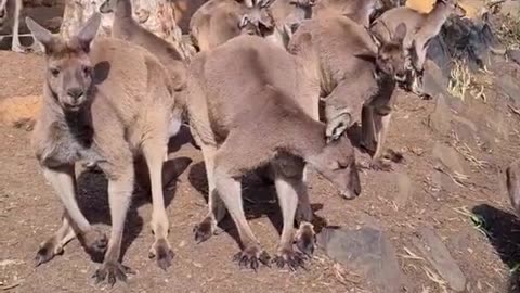 Saying good morning to kangaroos