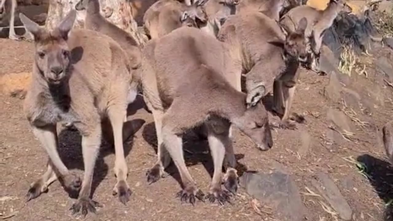 Saying good morning to kangaroos