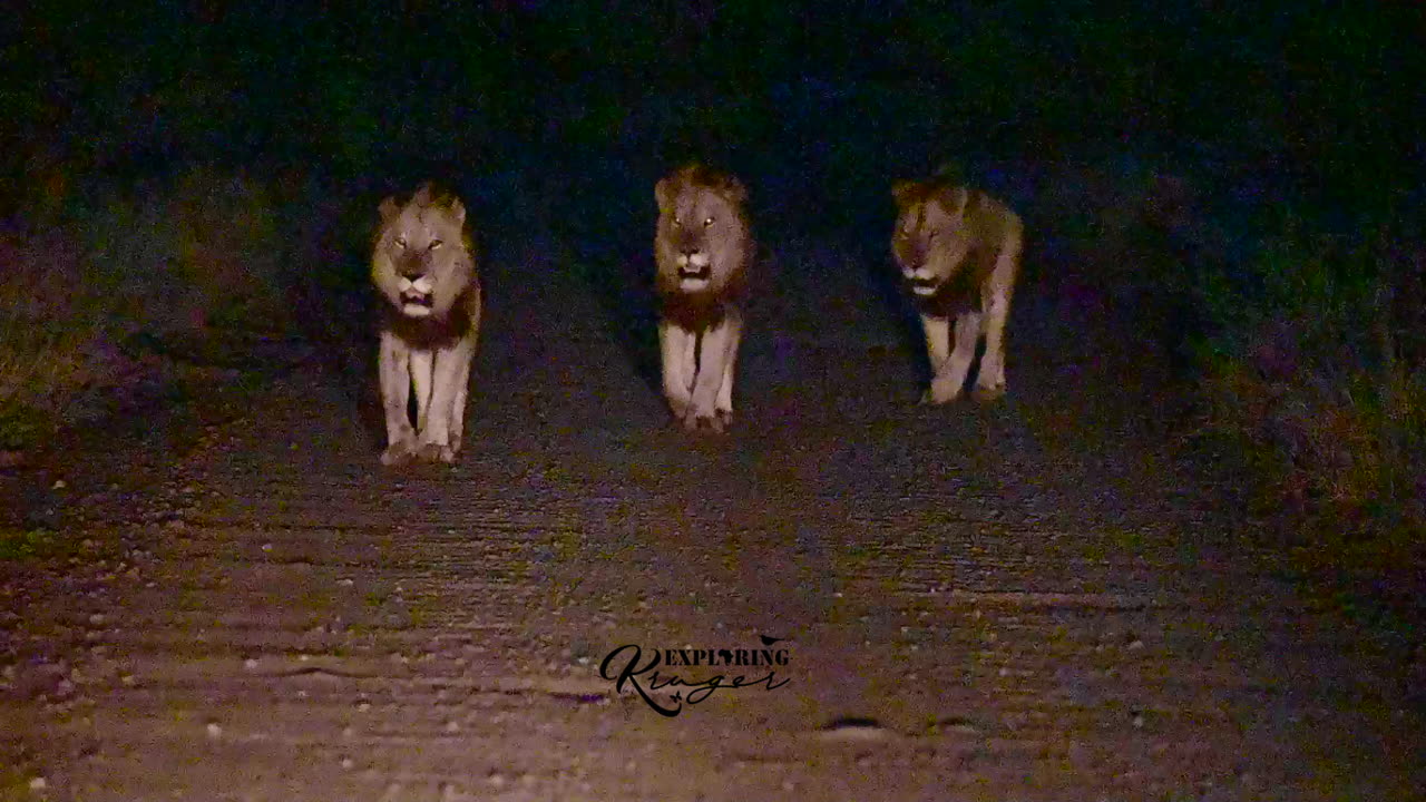 3 powerful male lions
