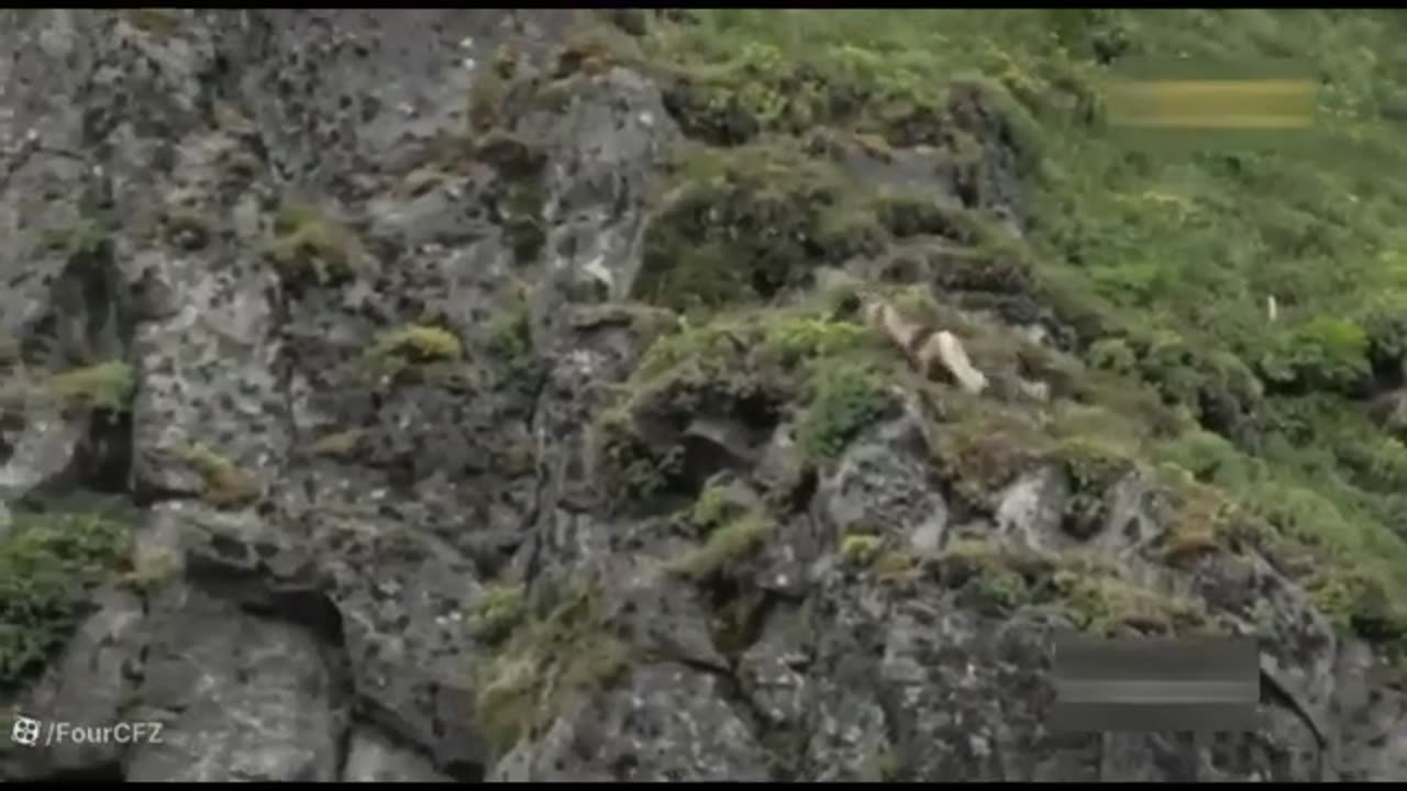 animals