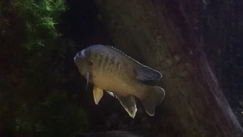 Is the fish sleeping or meditating? Or both.