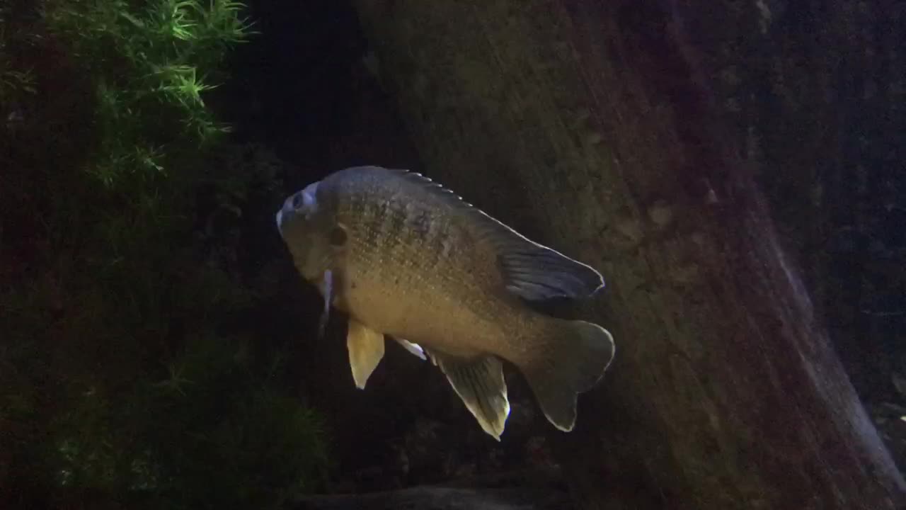 Is the fish sleeping or meditating? Or both.