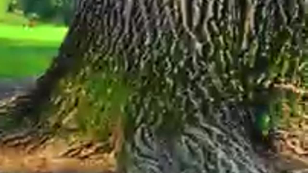 Is your tree actually healthy¿