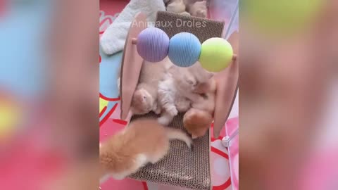 Hilarious Animal Fails 😂 Laughing Till Tears – Funny Animal Compilation 2026