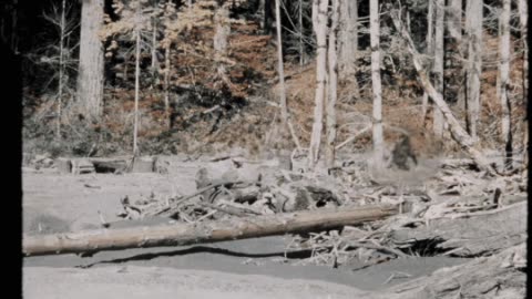 REAL YETI AND BIGFOOT FOOTAGE!😦🤩