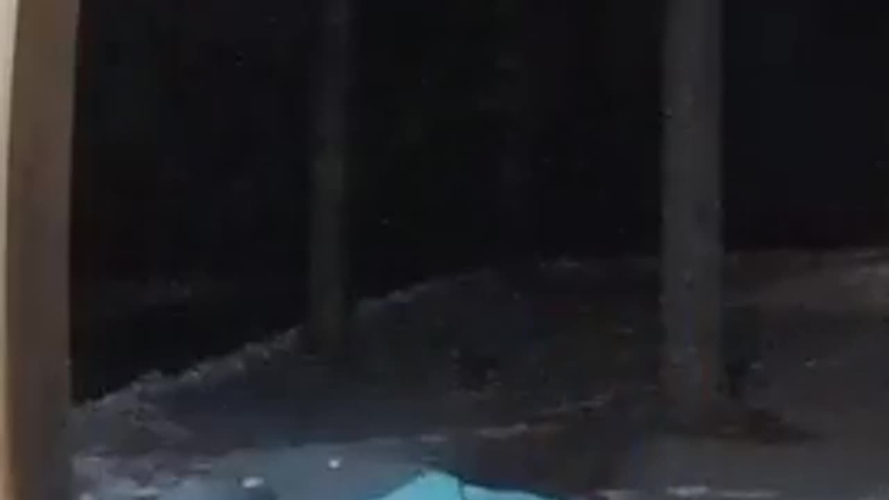 amazon prime delivery scum licks cat