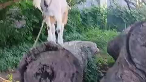 夏休みの山羊さん