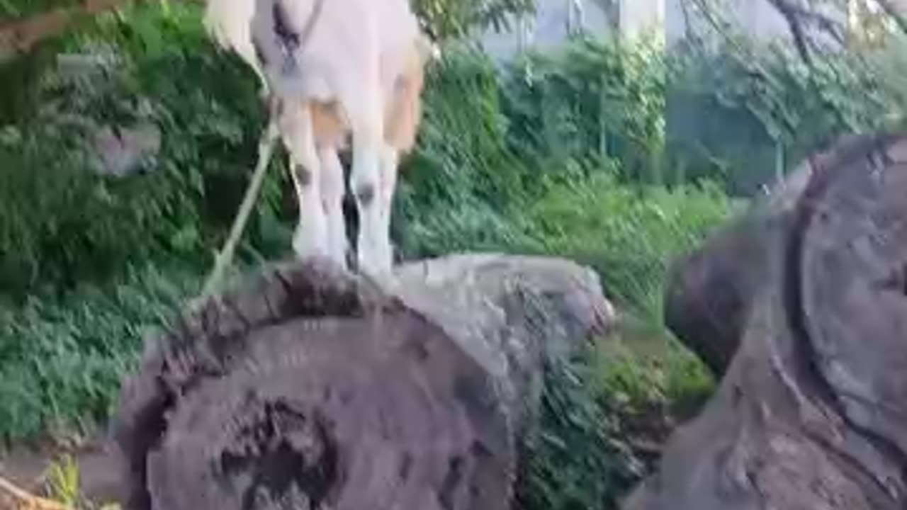 夏休みの山羊さん