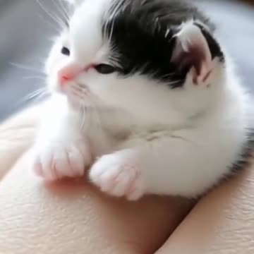 The Cutest Cat Ever!🐱