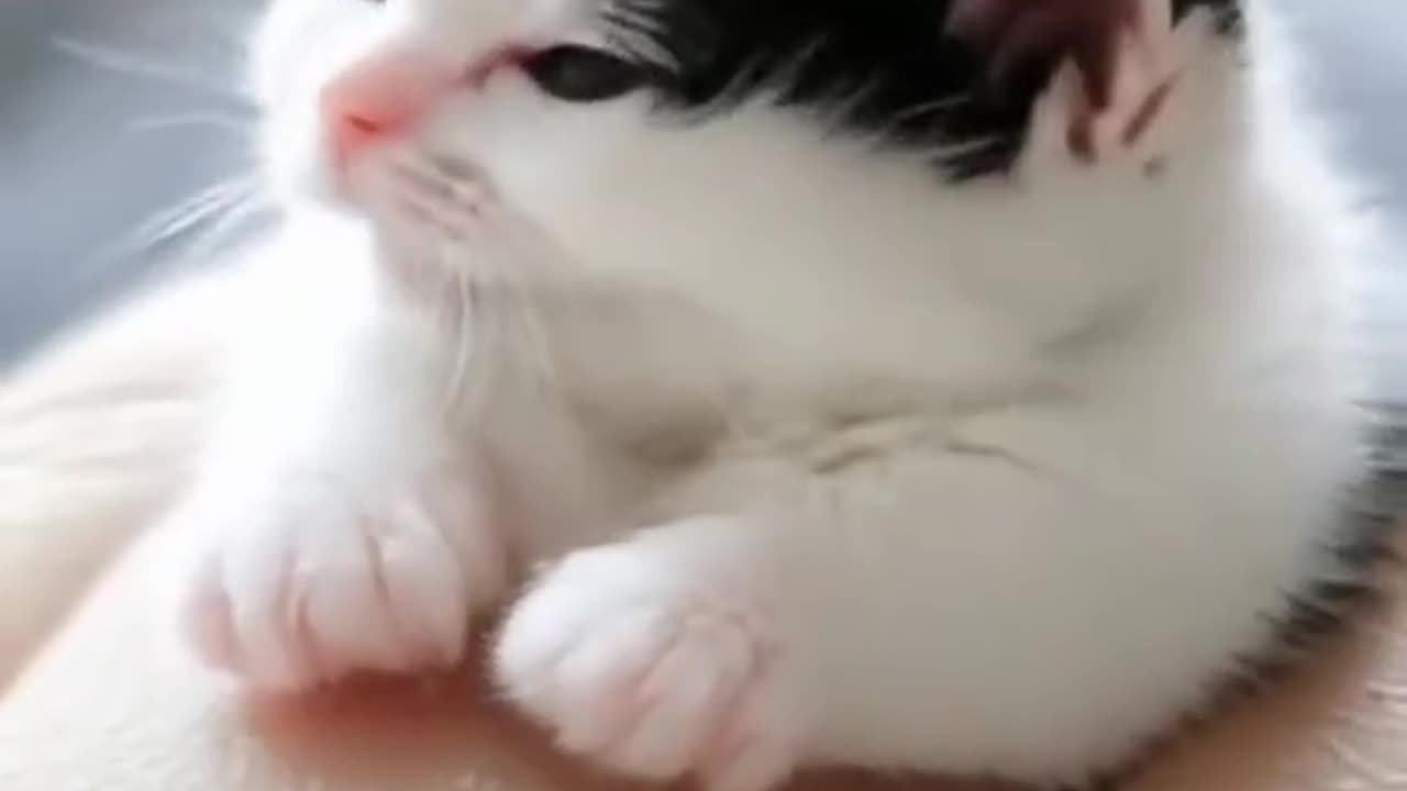 The Cutest Cat Ever!🐱
