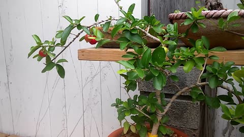 Update on my Bonsai Garden May 6, 2025