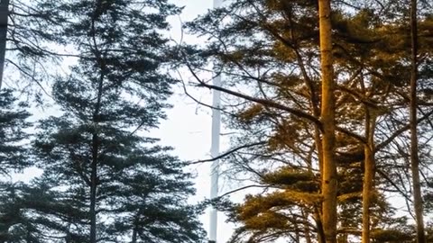 You're Followed By Favor