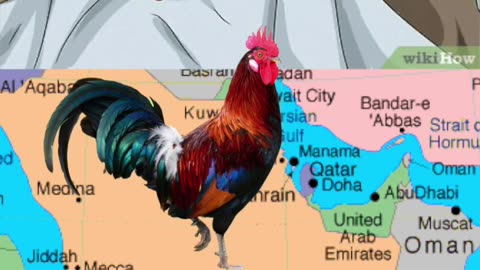 Desert Chickens?