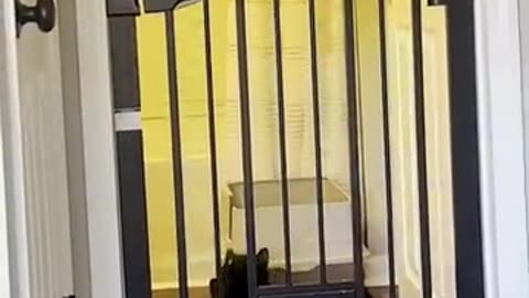 Clever Cat Figures Out Way Around Kitchen Gate — You Won't Believe How Smart!