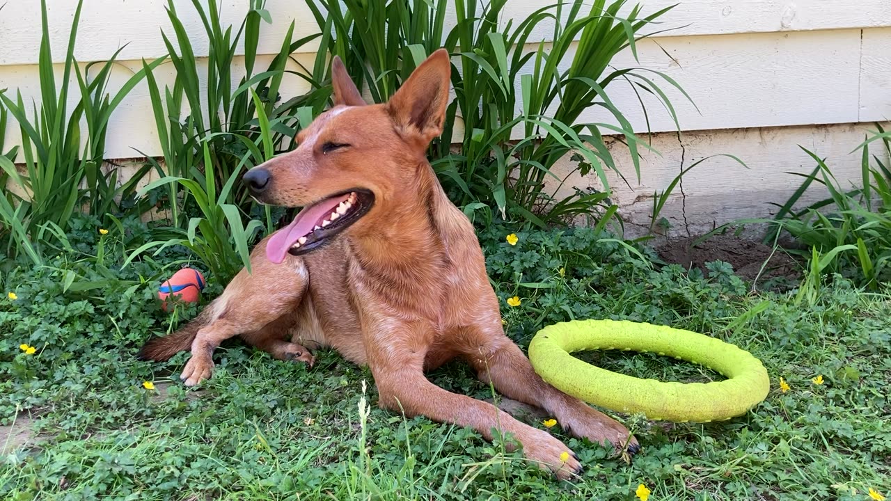backyard hangout 329874363673786432
