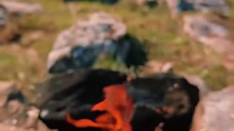 Wild Cooking part 05