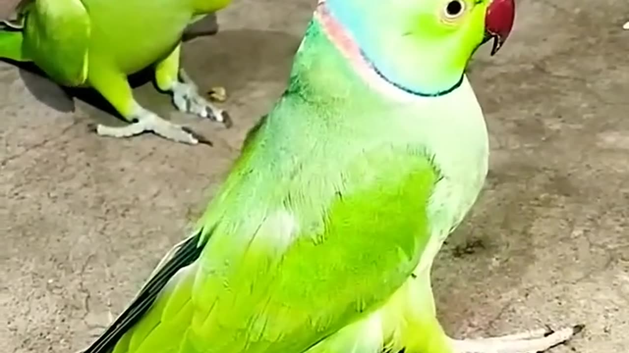 Green parrots