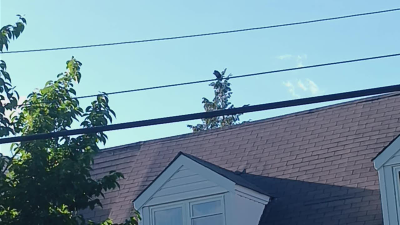 Crow flying