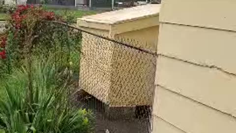 Mini Farm 🐓