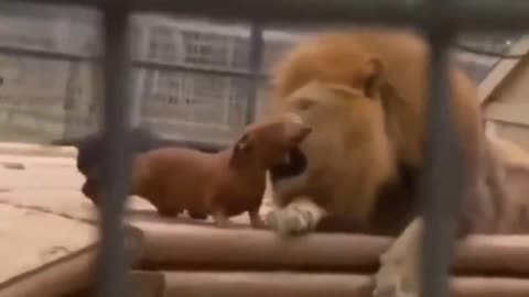 Hot Dog Frens