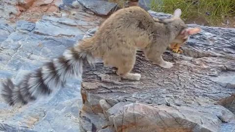 Squirrel raccoon hybrid?