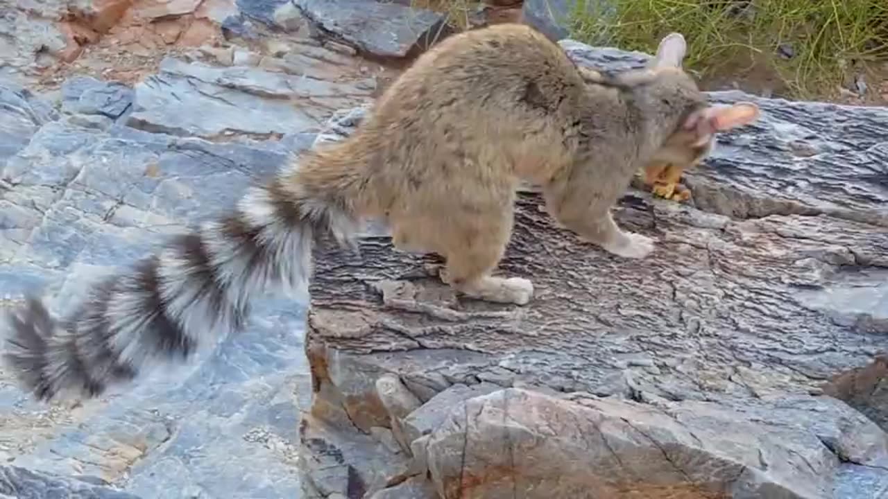 Squirrel raccoon hybrid?