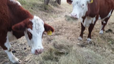 Farm Sitting @ Greta South Vic