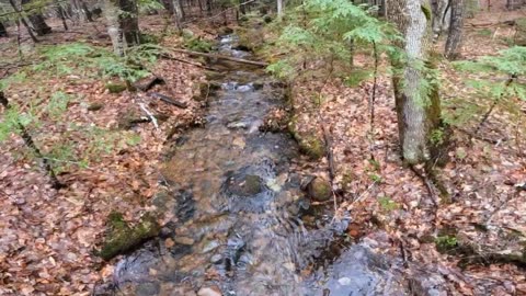Steady Stream