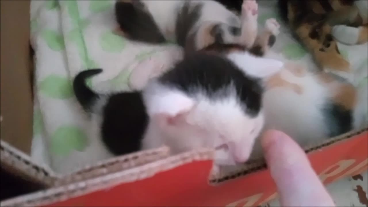 PANINI & HER MOTLEY CREW UPDATE (April 6th 1 month old)