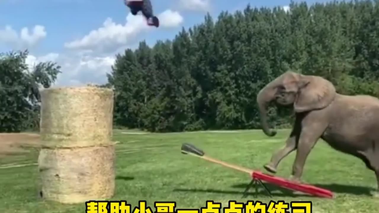 elephant cute funny video short scence